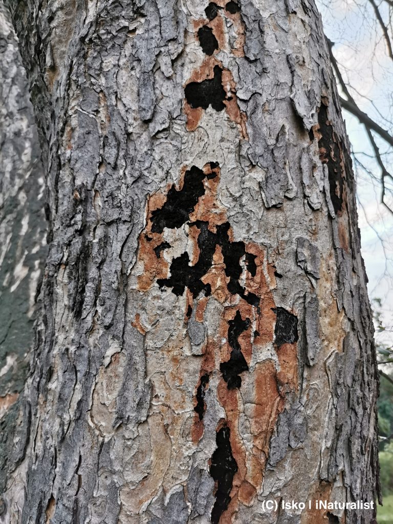 young maple bark