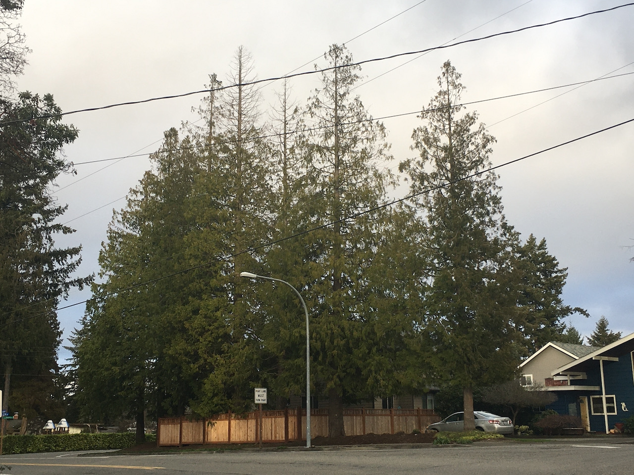 urban western redcedar trees with top dieback