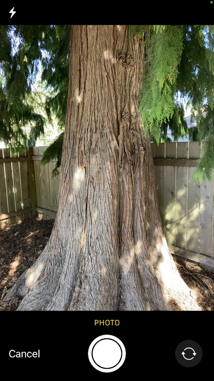 Trunk / bark