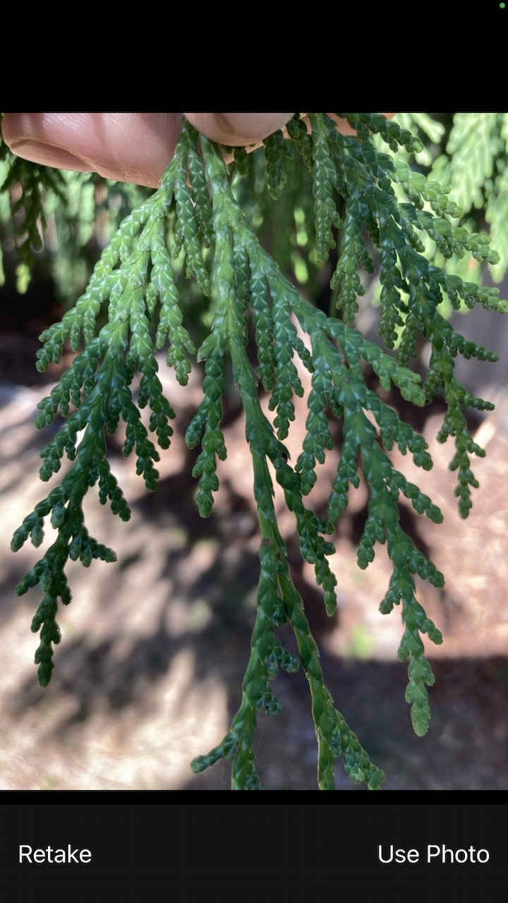 Bloom on underside of needles