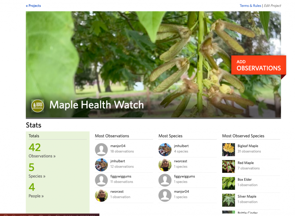 Maple Health Watch iNat project